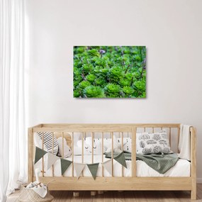 Sklenený obraz sukulentov (70x50 cm)