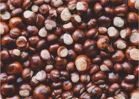 Sklenený obraz - Zrelé gaštany (70x50 cm)
