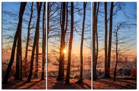 Obraz na plátne - Jesenné ráno v lese 1251B (150x100 cm)