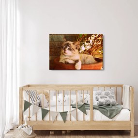 Obraz mačky v kvetináči (90x60 cm)