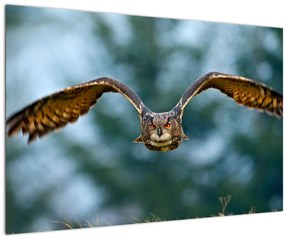 Obraz - Sova pri lete (90x60 cm)