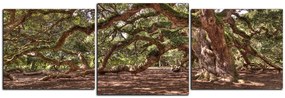 Obraz na plátne - Staroveký živý dub - panoráma 5238D (90x30 cm)