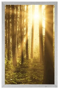 Plagát východ slnka v lese - 20x30 white