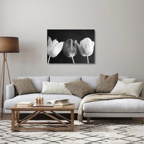 Sklenený obraz - Čiernobiele kvety tulipánov (70x50 cm)