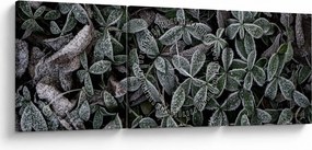 Obraz - Zamrznuté rastliny (s hodinami) (90x30 cm)