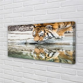 Obraz na plátne tiger pitie 125x50 cm
