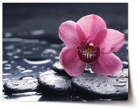 Sablio Plagát Orchidea - 60x40 cm