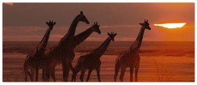 Obraz - Žirafy v africkej savane (120x50 cm)