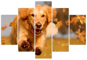 Obraz - Zlatý retriever (150x105 cm)
