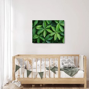 Sklenený obraz - Listy s kvapkami rosy (70x50 cm)