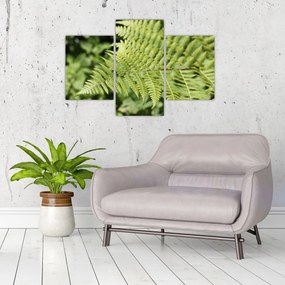 Obraz - Papradinový list (90x60 cm)