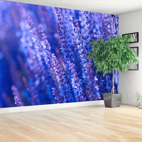 Fototapeta Vliesová Levanduľovej kvety 208x146 cm