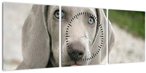 Obraz - šteňa weimarský stavač (s hodinami) (90x30 cm)