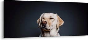 Obraz labradora (120x50 cm)