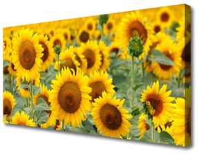Obraz Canvas Slnečnica rastlina príroda 100x50 cm
