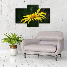 Obraz žltého kvetu