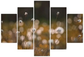 Obraz - Lúka s cottongrass N⁰2 (150x105 cm)