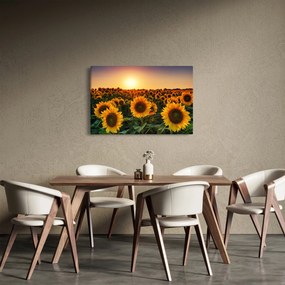 Obraz - Slnečnica (90x60 cm)