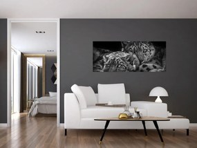 Obraz - Odpočívajúci gepardy (120x50 cm)