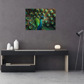 Sklenený obraz – Páv (70x50 cm)