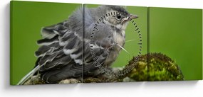 Obraz - Muchárik (s hodinami) (90x30 cm)
