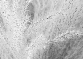 Sklenený obraz - Pampas grass N⁰1 (70x50 cm)