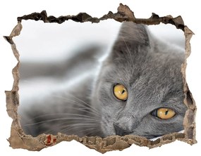 Díra 3D fototapeta nálepka Sivá mačka nd-k-43951156