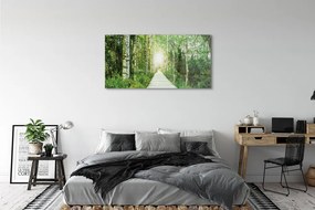 Obraz plexi Breza lesná cesta 125x50 cm