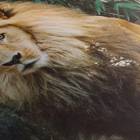 Obraz leva v prírode (120x50 cm)