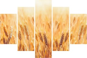 Obraz - pole s obilím (150x105 cm)