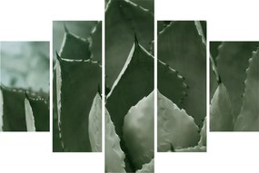 Obraz - Zelená agáve (150x105 cm)