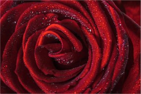 Obraz - Červená ruža s kvapkami rosy (90x60 cm)