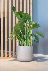 Kvetináč CHICO, sklolaminát, výška 42 cm, béžová