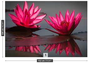 Fototapeta Vliesová Ružové lekná 416x254 cm