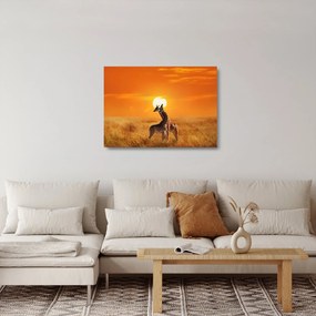 Sklenený obraz - Žirafy v národnom parku Serengeti (70x50 cm)
