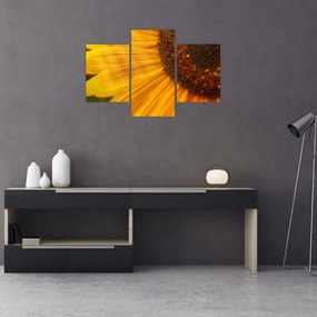 Obraz - Slnečnica (90x60 cm)
