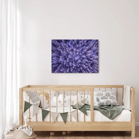 Obraz zasnežených stromov (70x50 cm)