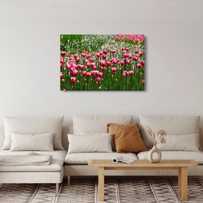 Obraz tulipánov (90x60 cm)
