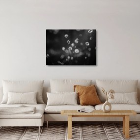 Sklenený obraz - Cottongrass na lúke (70x50 cm)