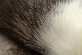 Koberec RENIFER POK019 hnedý