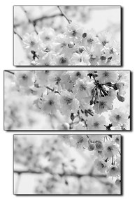Obraz na plátne - Čerešňový kvet - obdĺžnik 7279QC (90x60 cm)