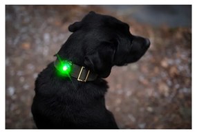 LED svetlo na obojok Green – Orbiloc