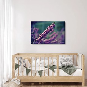 Obraz fialovej kvetiny (90x60 cm)
