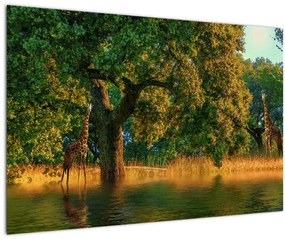 Obraz žirafy v prírode (90x60 cm)