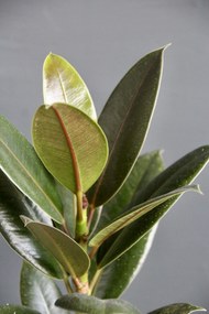 Ficus Elastica Small Form baby