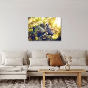 Obraz sovy na strome (70x50 cm)