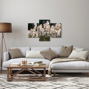 Obraz - Biely páperník (90x60 cm)