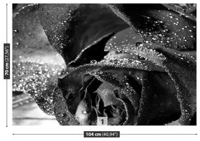 Fototapeta Vliesová Ružová voda 104x70 cm
