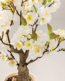 Sakura – čerešňa v kvetináči 50 cm