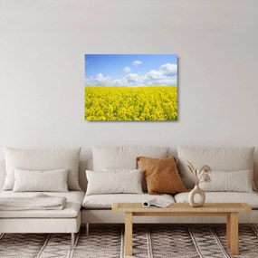 Sklenený obraz žltého poľa (70x50 cm)